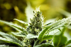 63% menos crisis epilépticas con cannabis - Family Cbd Mexico