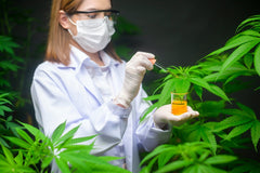 Apunta el Congreso de la Unión investigación en cannabis medicinal en México - Family Cbd Mexico