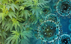 CBD detiene covid - Family Cbd Mexico