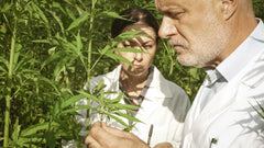 CBD puede reducir la tormenta de citoquinas y la inflamación en COVID-19 - Family Cbd Mexico