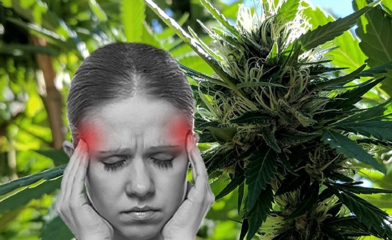 CBD vs Migraña - Family Cbd Mexico