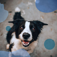 Cuidados del día a día para perros con epilepsia - Family Cbd Mexico