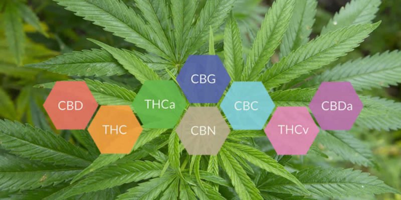 Efecto Sequito - Family Cbd Mexico
