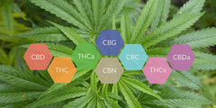 Efecto Sequito - Family Cbd Mexico