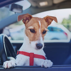 El cannabis puede reducir el estrés que provoca a los perros - Family Cbd Mexico