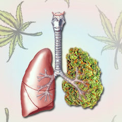 El CBD potencial tratamiento para  cáncer de pulmón - Family Cbd Mexico