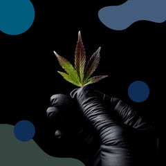 El uso del cannabis en la medicina tradicional y su impacto en las zonas rurales de México - Family Cbd Mexico