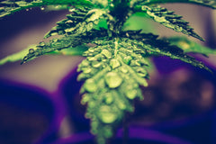 INAI ordena a Cofepris... - Family Cbd Mexico