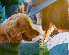 Mascotas y CBD - Family Cbd Mexico