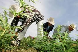 México: 80% de la producción de cannabis legal estaría a cargo campesinos e indígenas. - Family Cbd Mexico