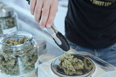 México podría ser potencia mundial - Family Cbd Mexico