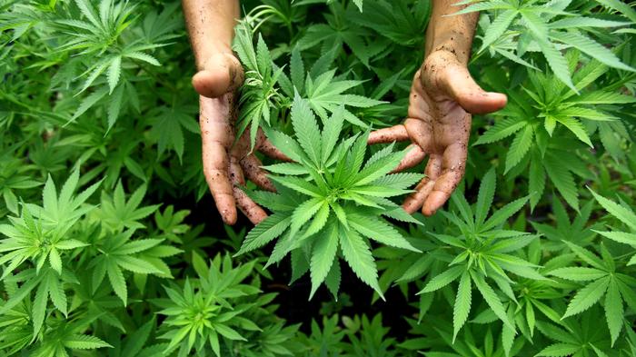 México puede convertirse en líder en producción legal de cannabis y cáñamo industrial - Family Cbd Mexico