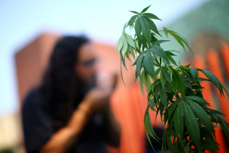 México rezagado si no regula cannabis - Family Cbd Mexico