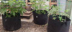 “No busco curar mi epilepsia, sino manejarla” - Family Cbd Mexico