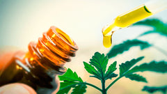 Oposición del Movimiento cannábico contra la ley que regula consumo de marihuana - Family Cbd Mexico