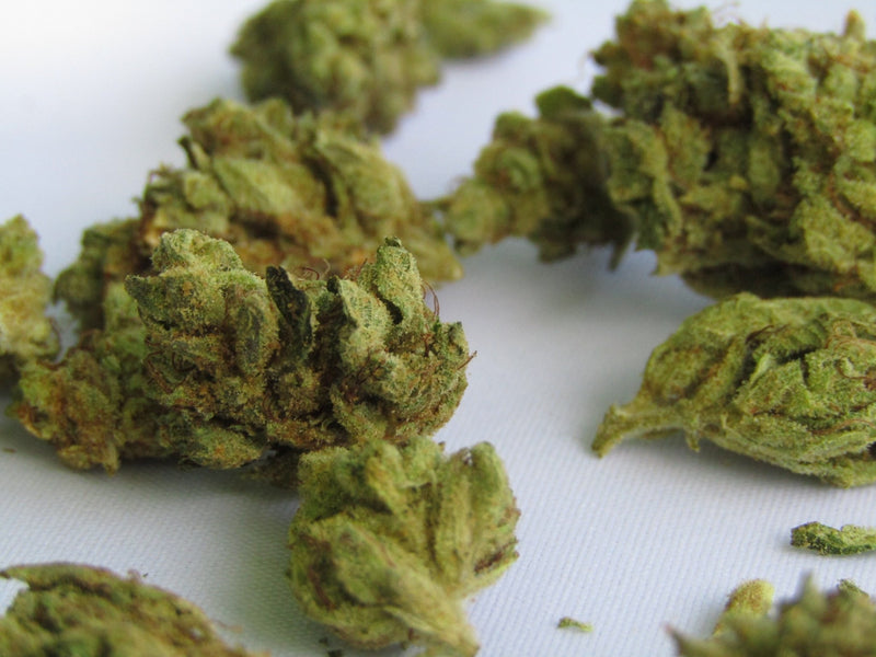 Podría haber cambios es ley de cannabis - Family Cbd Mexico