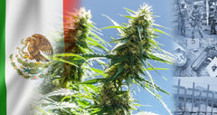 Publican finalmente reglamento sobre el uso medicinal del cannabis en México - Family Cbd Mexico