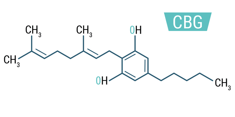 ¿Qué es el CBG? Usos, beneficios y más - Family Cbd Mexico