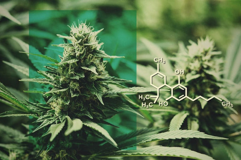 Que es el THC? - Family Cbd Mexico