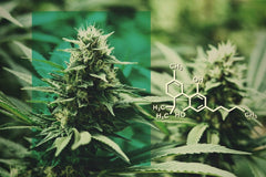 Que es el THC? - Family Cbd Mexico