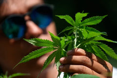 Santa Fe Klan: cuántos gramos de marihuana puede un ciudadano portar en México - Family Cbd Mexico