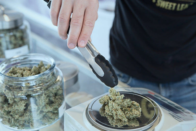 Se retrasa la discusión para regularizar la marihuana hasta febrero - Family Cbd Mexico