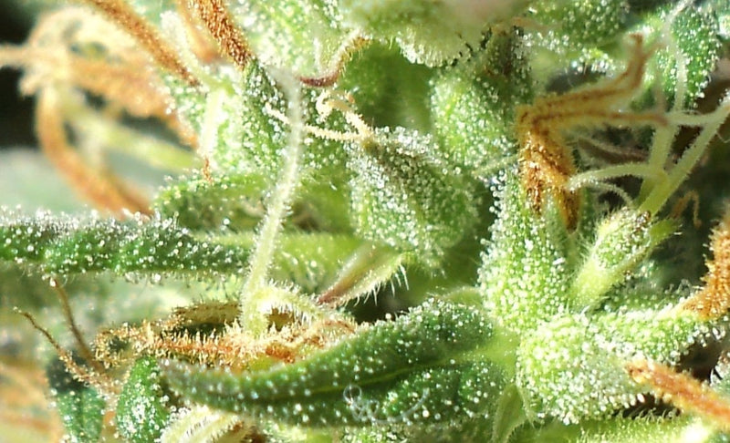 Terpenos del Cannabis: Función y Efecto - Family Cbd Mexico