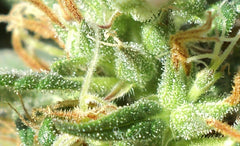 Terpenos del Cannabis: Función y Efecto - Family Cbd Mexico