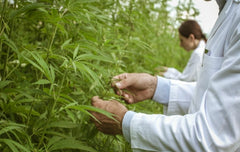 Una gota de CBD al día podría retrasar el envejecimiento del cerebro - Family Cbd Mexico
